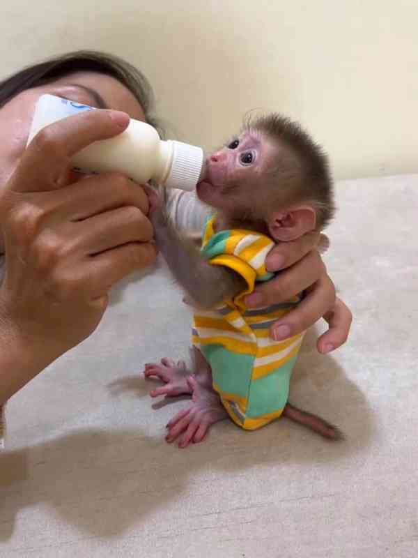 🐒 Kapucínské opice k prodeji