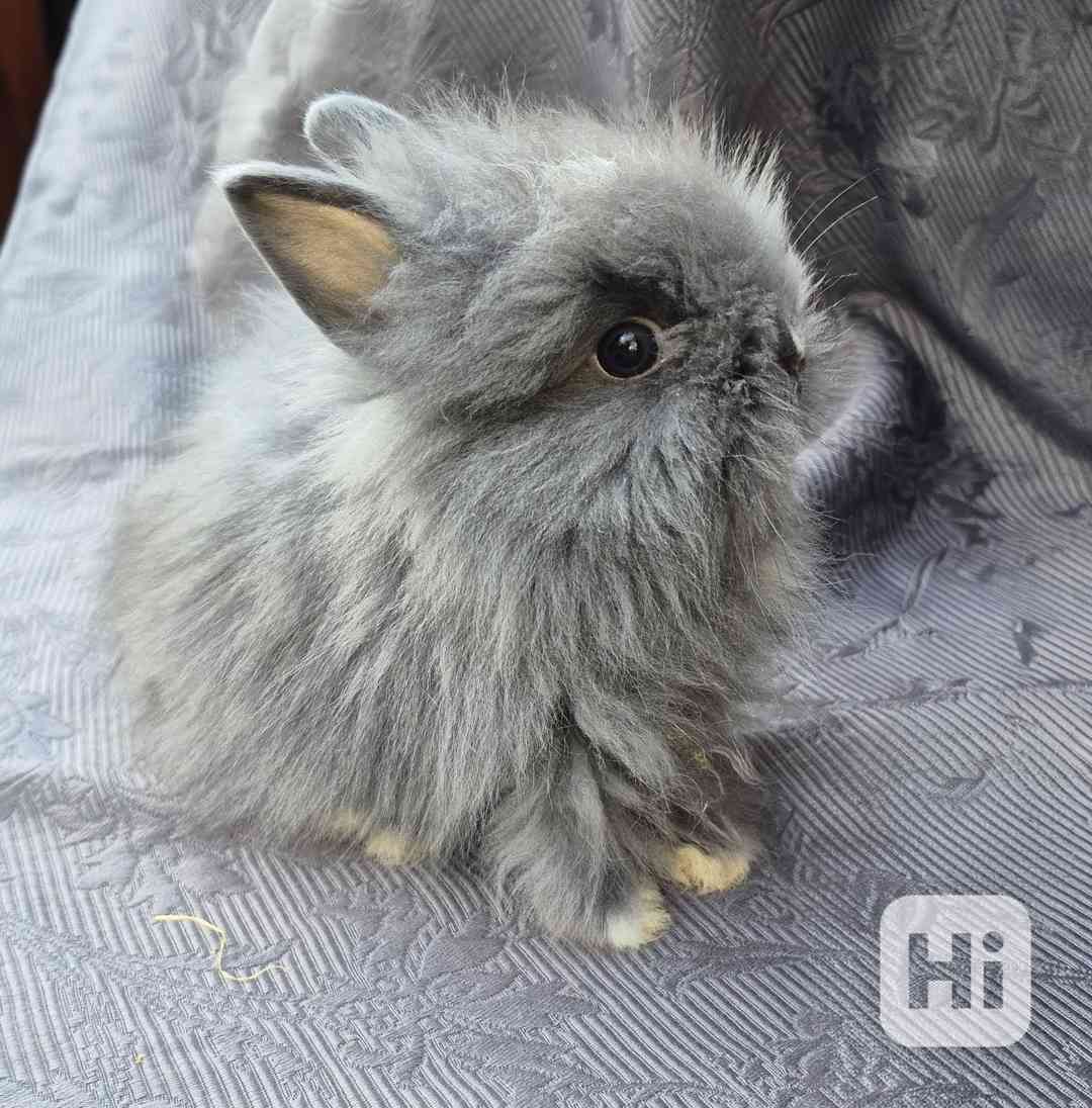Teddy zakrslý králíček - foto 1