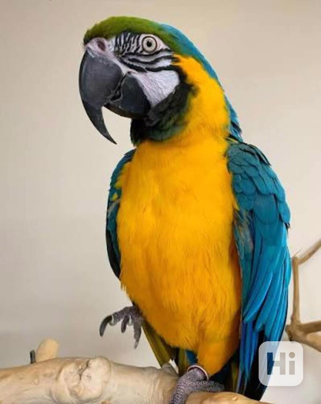 Zdravý modrý a zlatý papoušek.  - foto 1