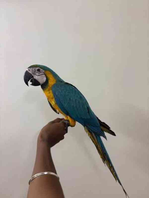 Zdravý modrý a zlatý papoušek.  - foto 2