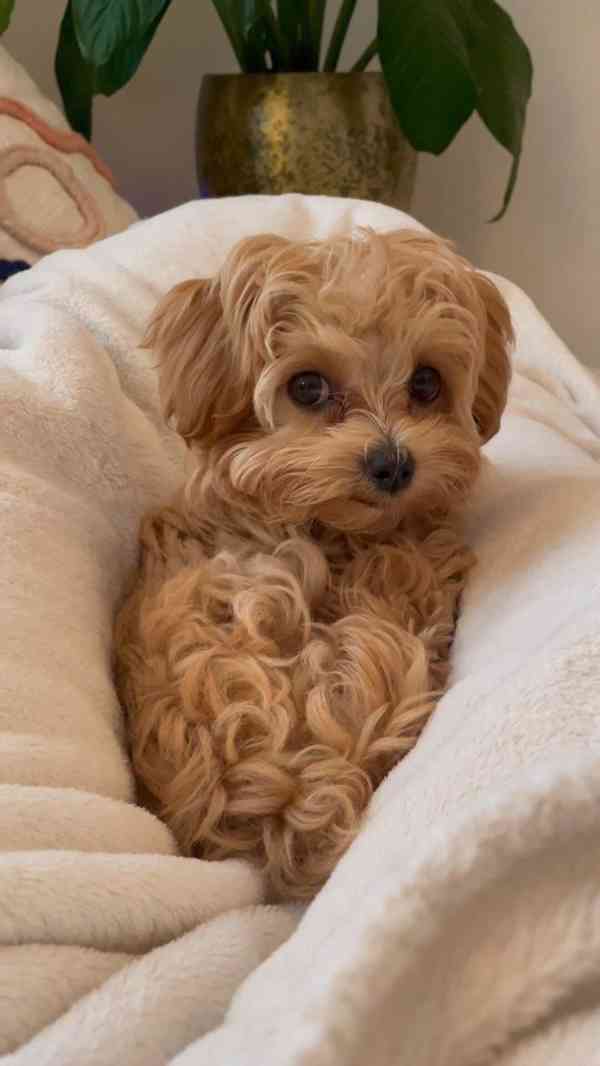 Krásná štěňátka pejska a fenky Maltipoo. - foto 2