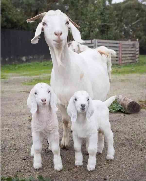 Prodám rozkošné angorské kozy!