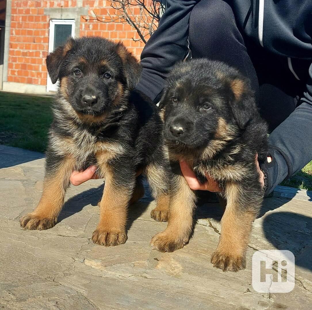  Roztomilá štěňata německých ovčáků zdarma k adopci  - foto 1