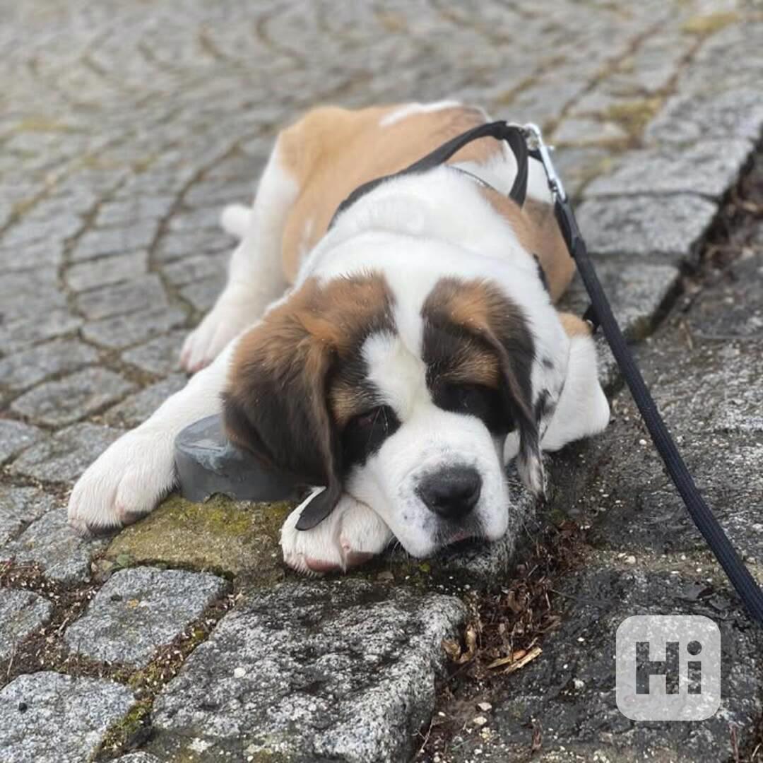 Štěně bernardince potřebuje nový domov - foto 1