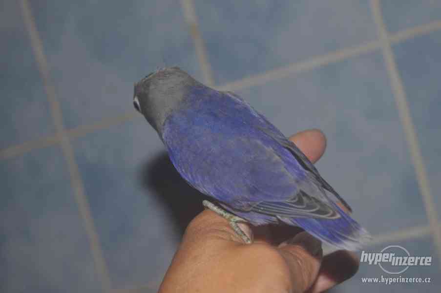 RUČNĚ DOKRMENÝ AGAPORNIS FISCHERI - foto 3