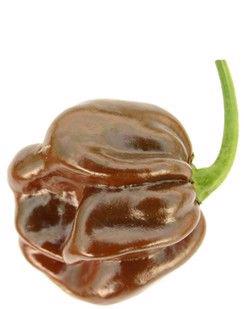 CHilli Paprička - CHocolate Habanero (semena) - foto 1