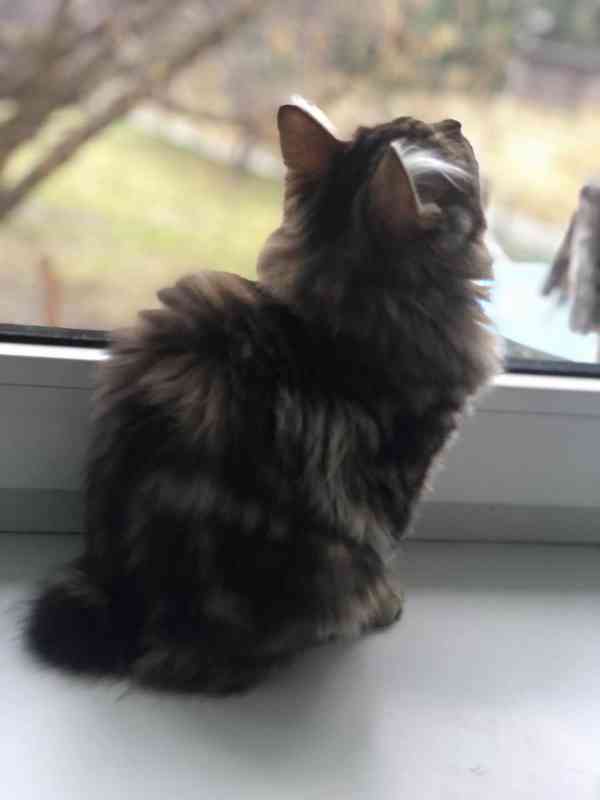 Kurilský Bobtail koťata s PP - foto 6