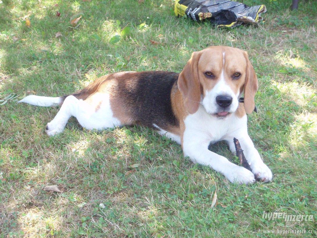 daruji bígla tricolor - foto 1