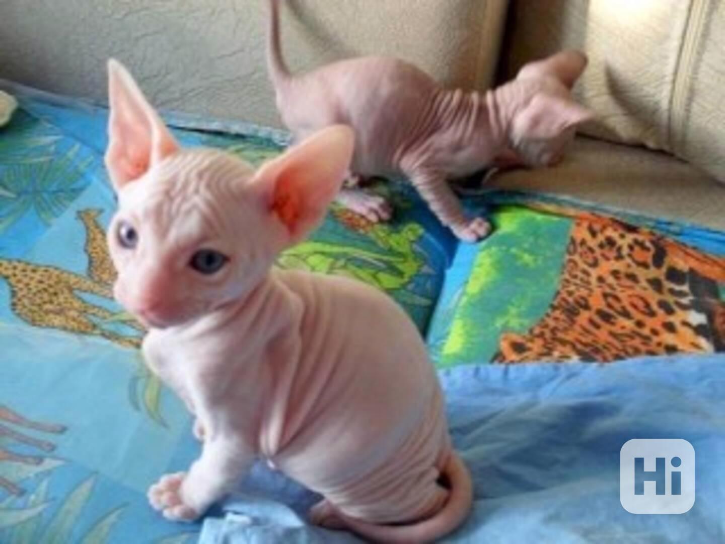 Koťata sphynxe k adopci. - foto 1