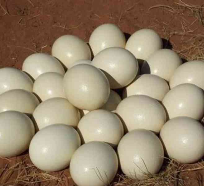 Kupte si úrodná vajíčka papoušků online