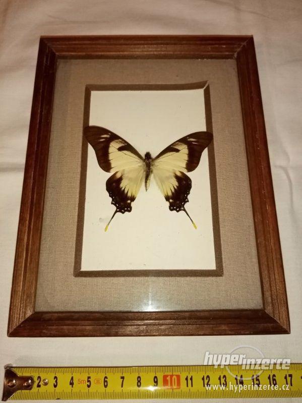 Motýl - EURYTIDES COLUMBUS - ECUADOR - foto 1