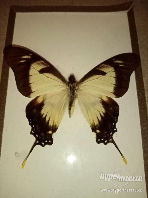 Motýl - EURYTIDES COLUMBUS - ECUADOR - foto 2