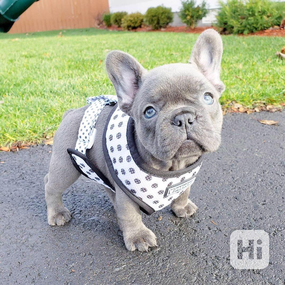 Štěňata Francouzský Buldoček PP - foto 1