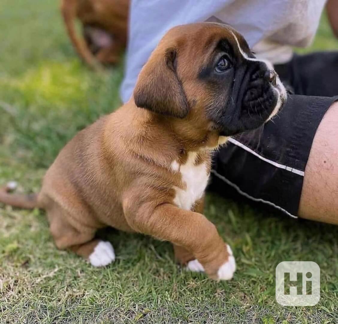 Štěňata boxerů AKC - foto 1