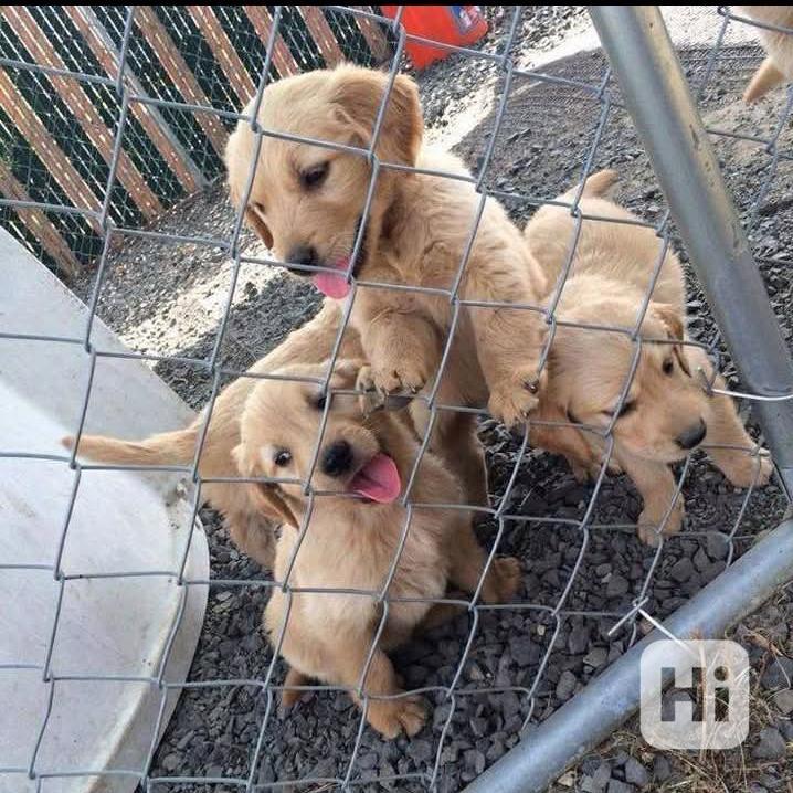 Nádherná štěňata zlatého retrívra k odběru nového domova. - foto 1