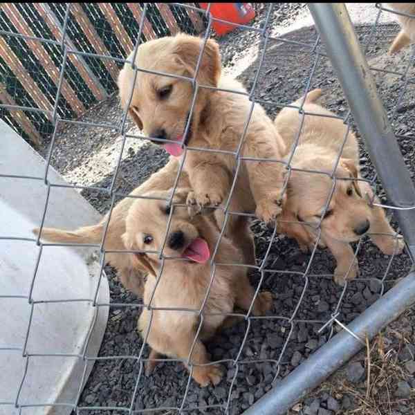 Nádherná štěňata zlatého retrívra k odběru nového domova. - foto 1