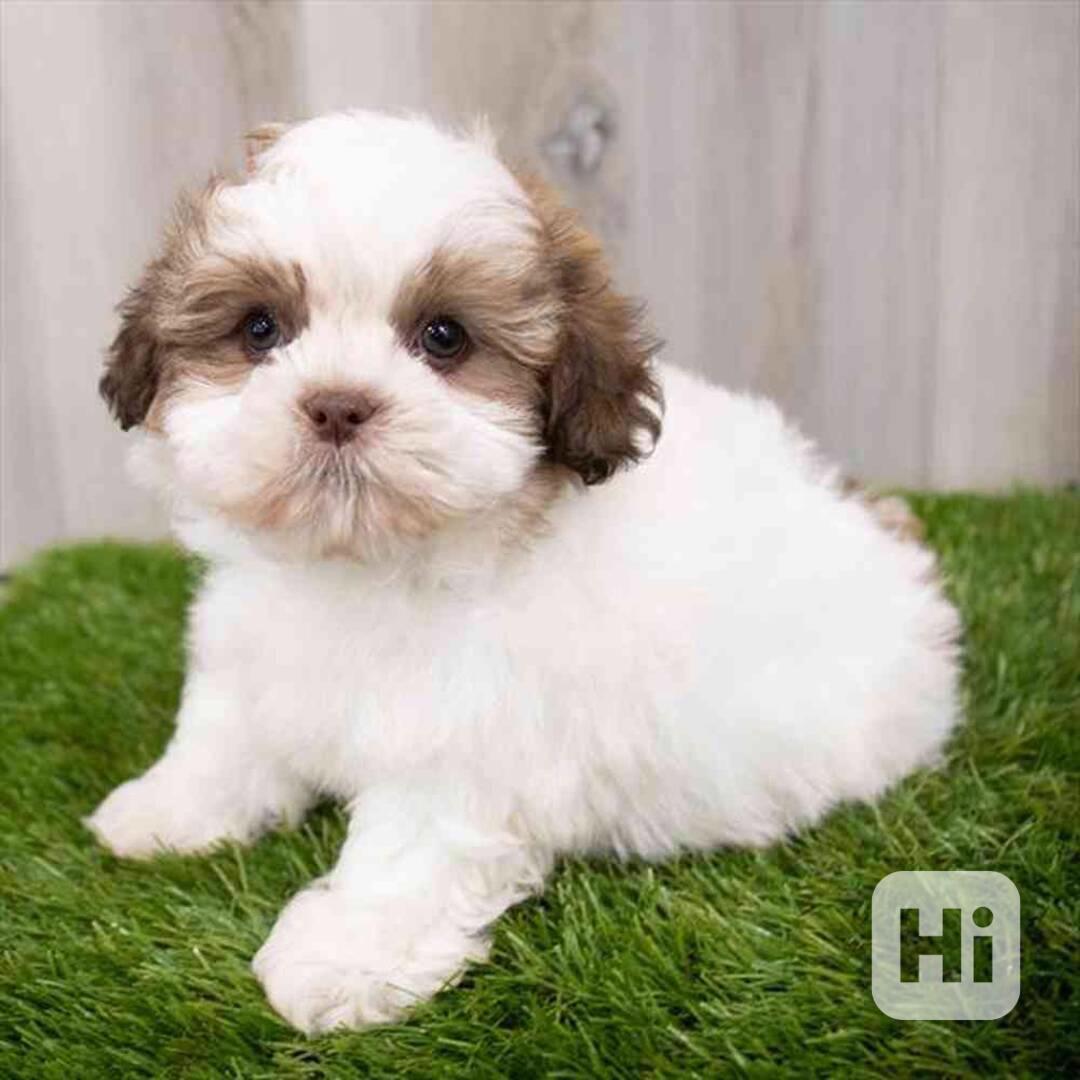 Prodám krásná štěňátka shih tzu - foto 1