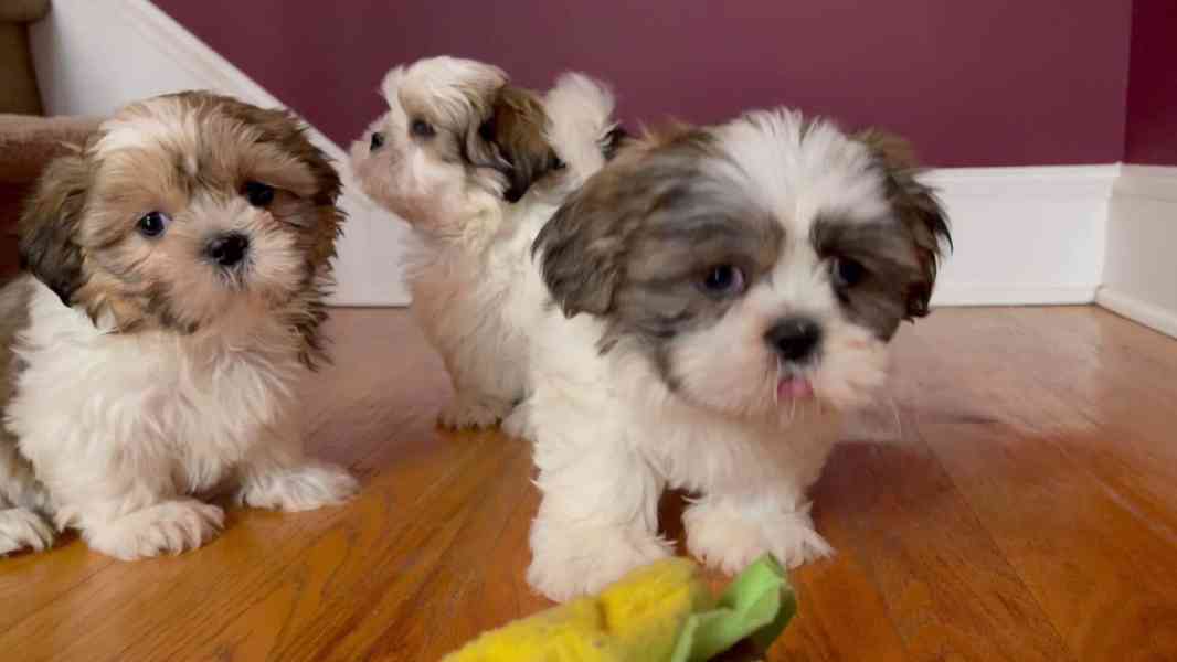 Prodám krásná štěňátka shih tzu - foto 2