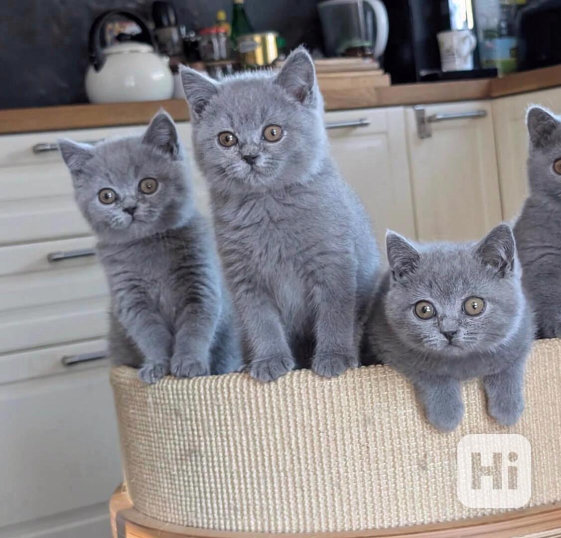 Koťátka britské krátkosrsté šelmy k adopci.  - foto 1