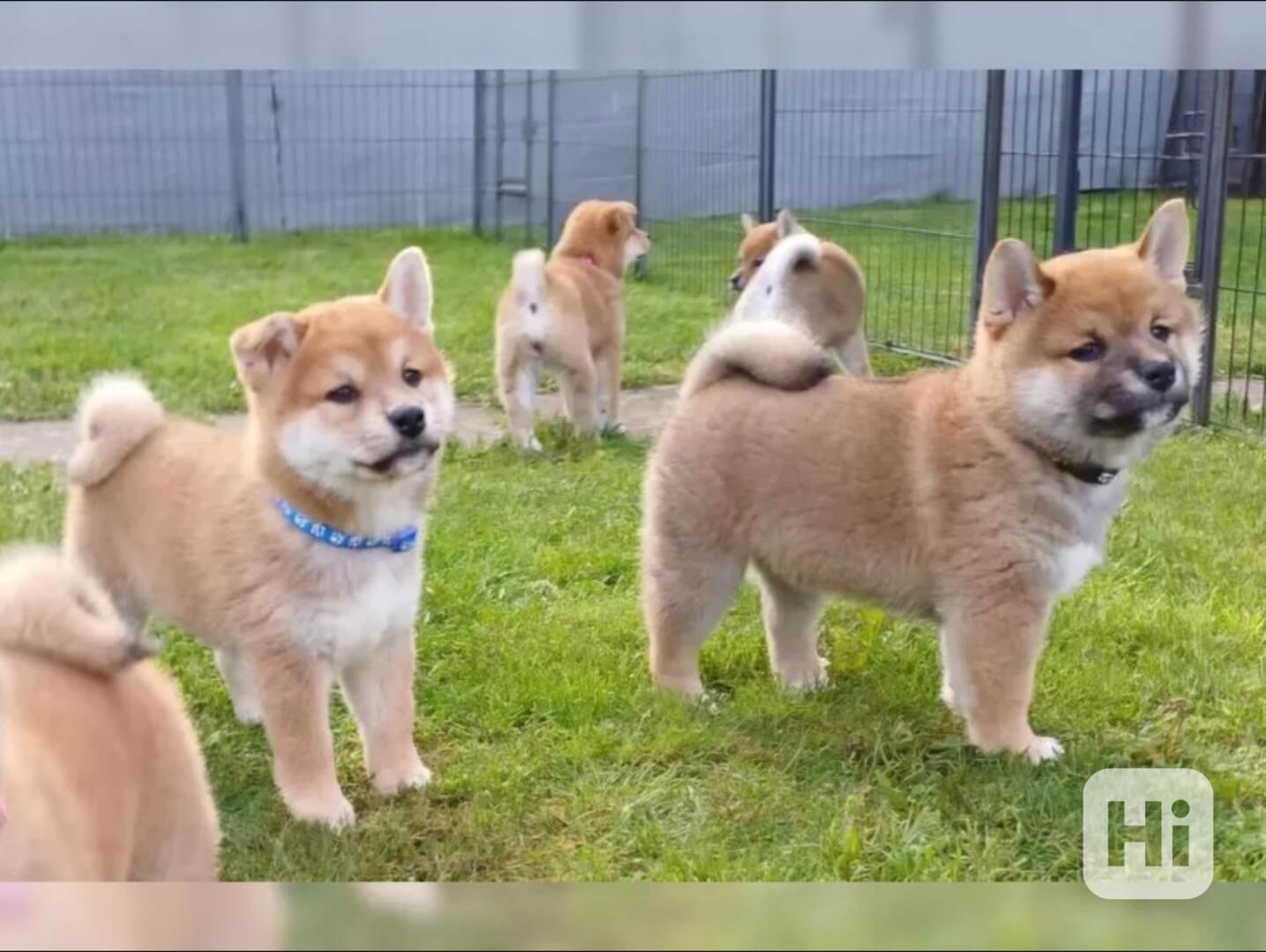 Roztomilá štěňátka Shiba Inu hledají milující domov. - foto 1