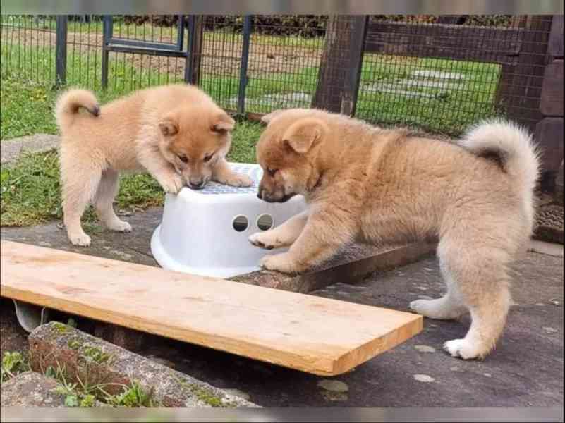 Roztomilá štěňátka Shiba Inu hledají milující domov. - foto 4