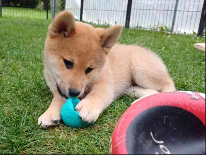 Roztomilá štěňátka Shiba Inu hledají milující domov. - foto 2