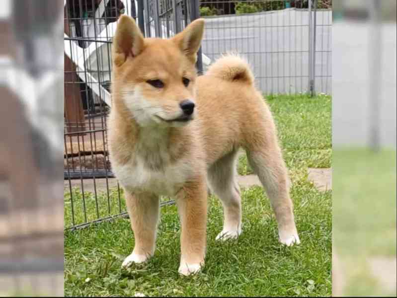 Roztomilá štěňátka Shiba Inu hledají milující domov. - foto 3