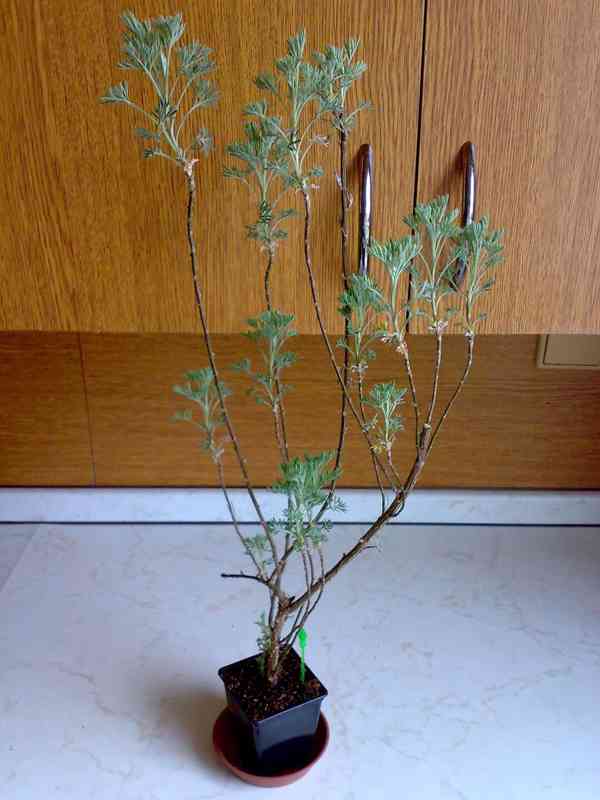 Pelyněk brotan - Artemisia abrotanum - 2-letý keřík - foto 2