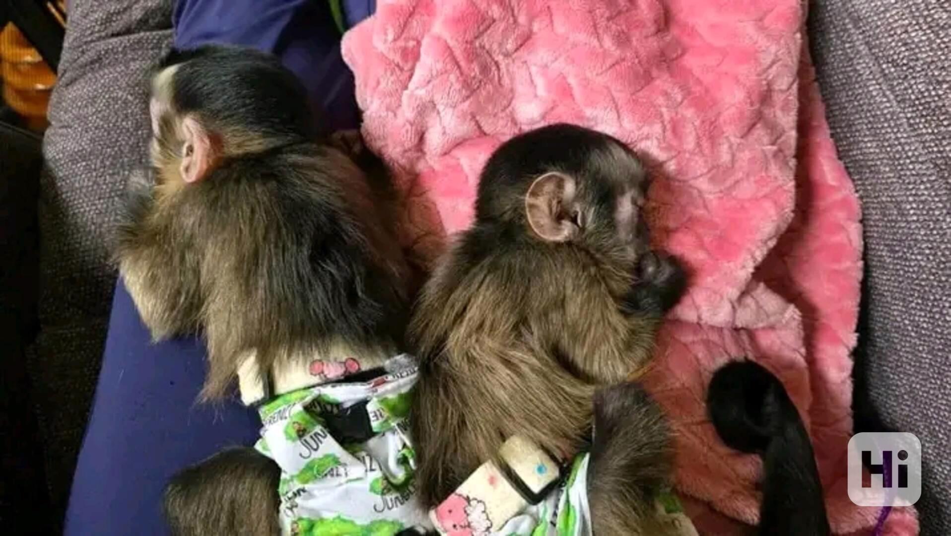  Svůdné kapucínky k odběru nového domova  - foto 1