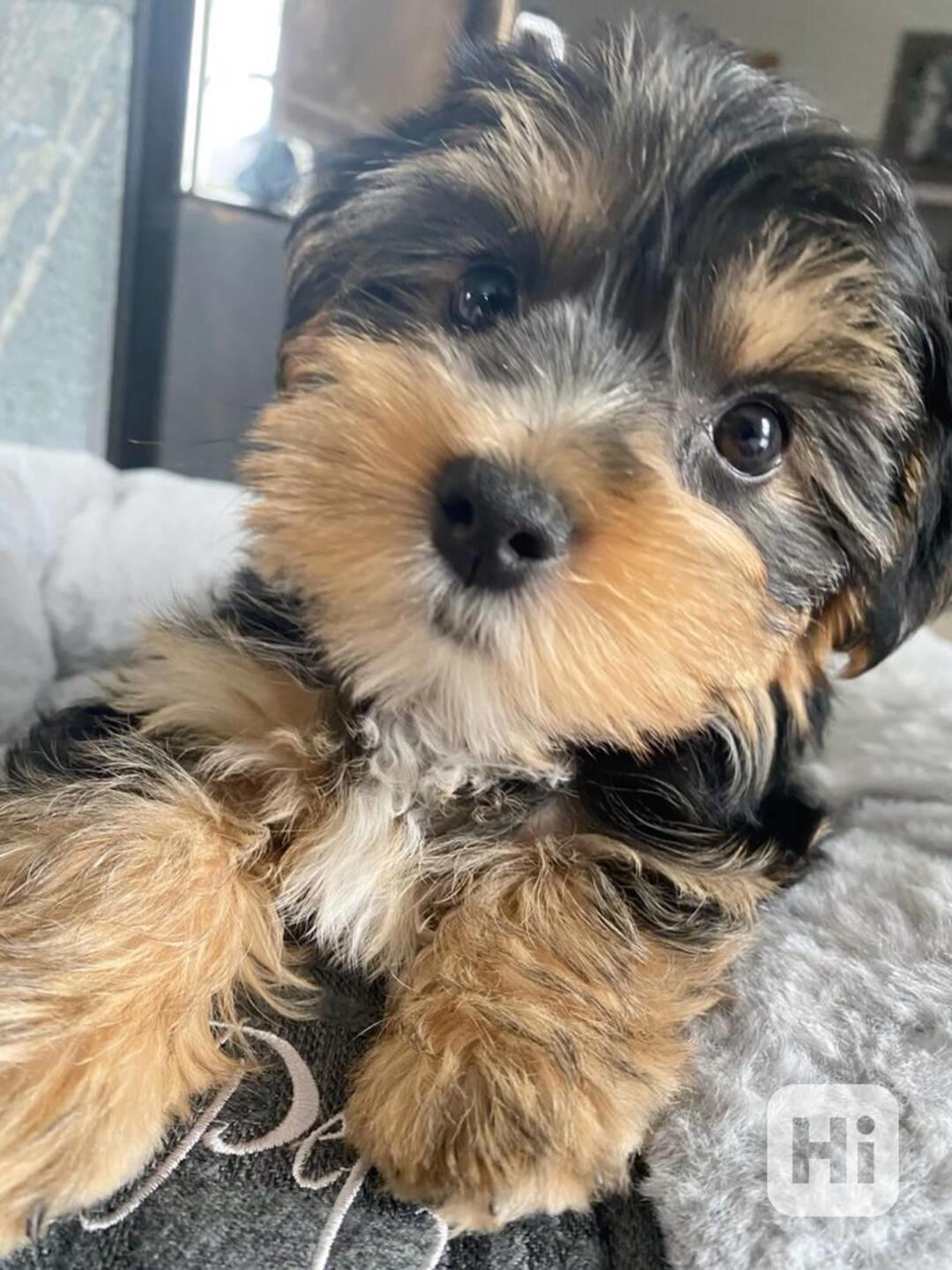 Yorkshirský teriér štěňata s pp - foto 1