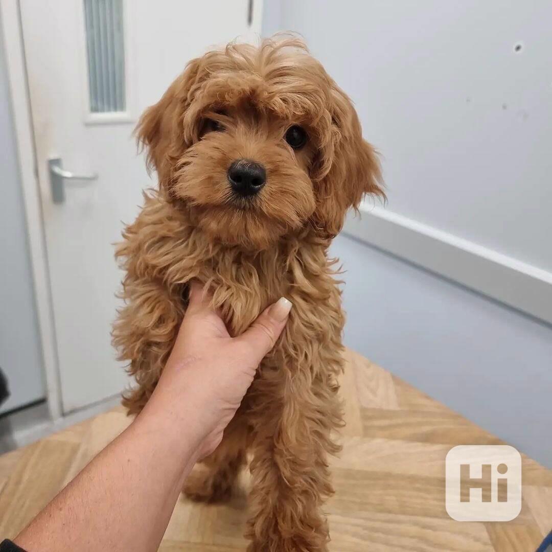 Registrovaná štěňata Cavapoo Naše ostříhaná štěňátka Cavapoo - foto 1
