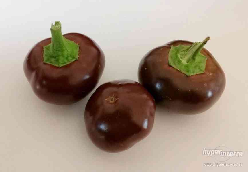 Chilli Cherry chocolate - semena - foto 1