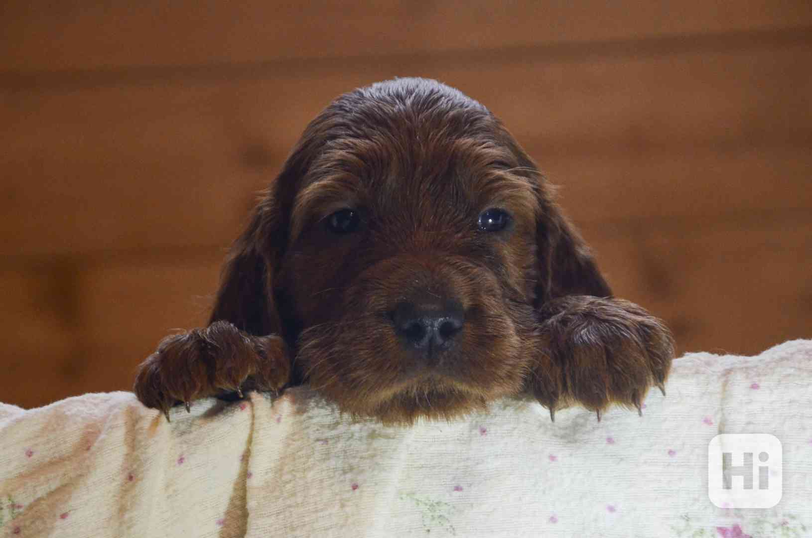 Irský setr s PP - foto 1