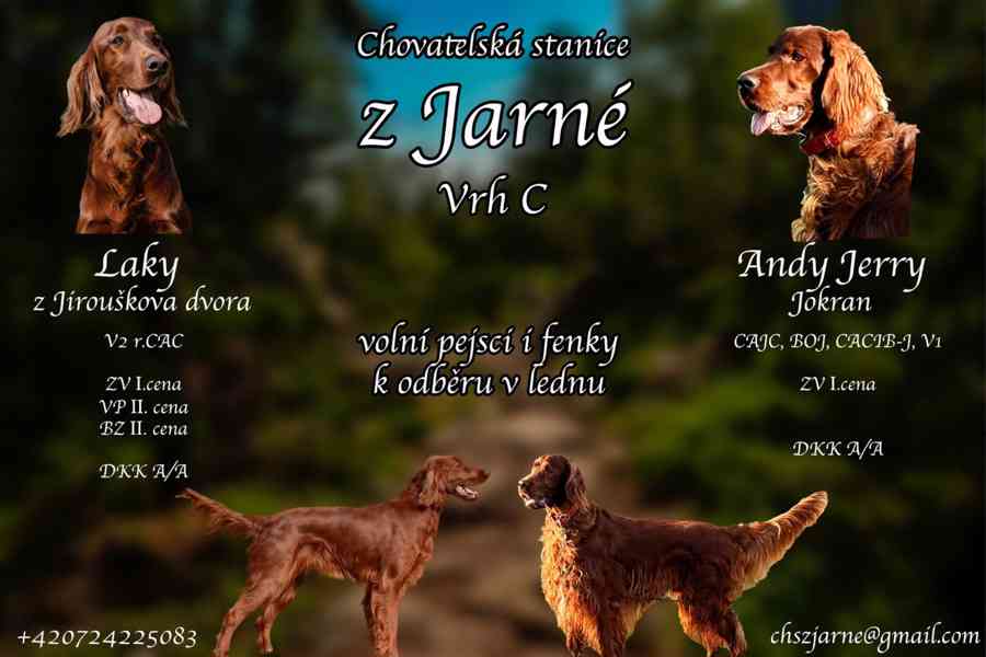 Irský setr s PP - foto 2