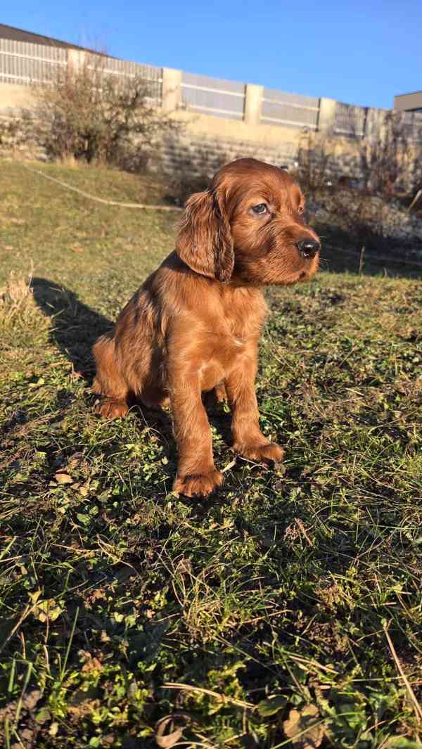 Irský setr s PP - foto 3