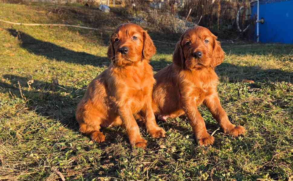 Irský setr s PP - foto 4