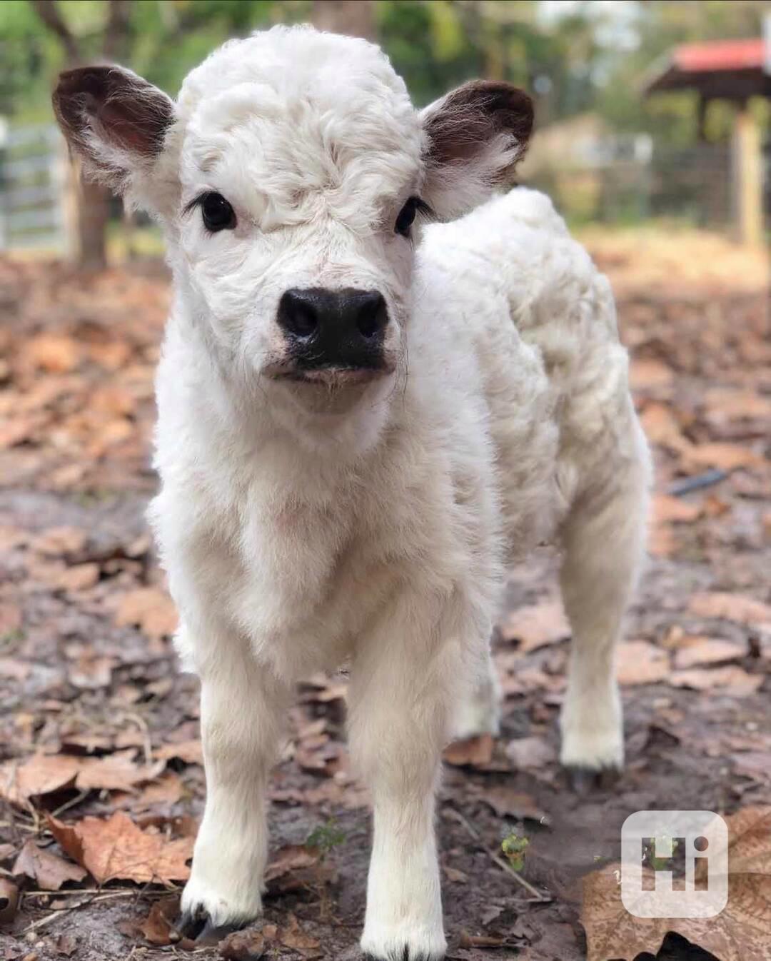 🌿 Mini skotské krásky – - foto 1