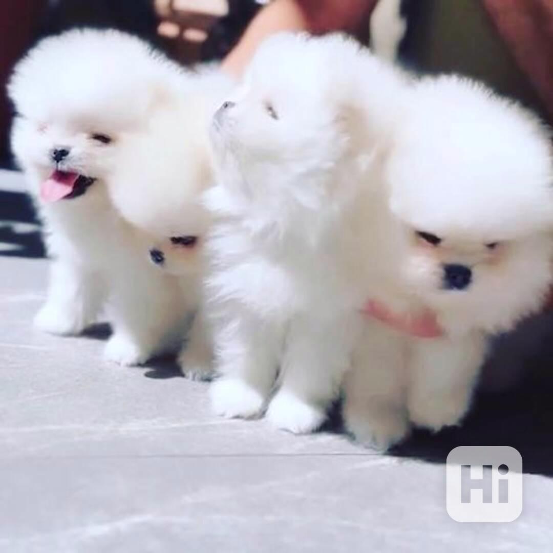 Německý špic. Mini pomeranian s PP - foto 1