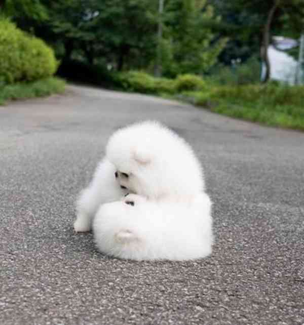 Německý špic. Mini pomeranian s PP - foto 2