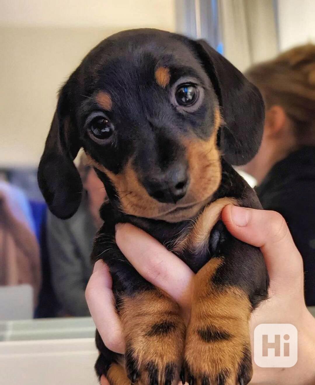 Celkem zdarma štěňata jezevčíka k adopci zdarma   - foto 1