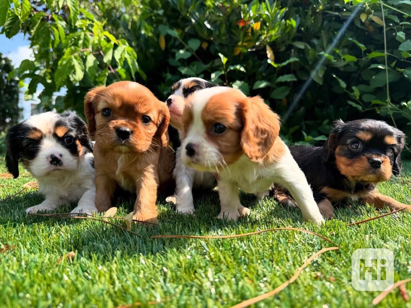*Krásná štěňata kavalírského king charles španěla připravená - foto 1