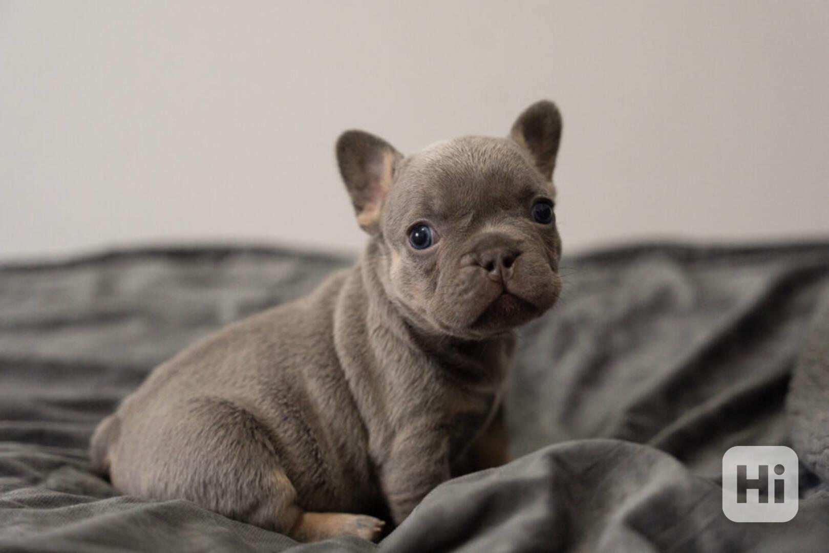 Rozkošní francouzští buldočci k adopci - foto 1