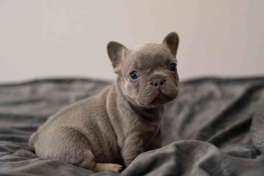 Rozkošní francouzští buldočci k adopci