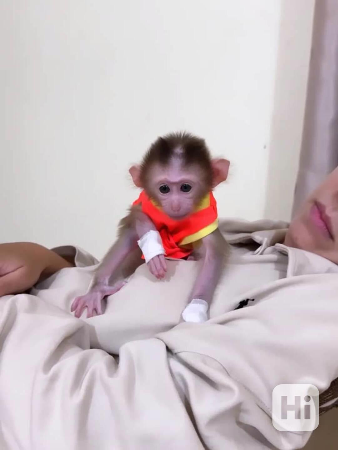 Rozkošná a milující mláďata makaků na prodej - foto 1