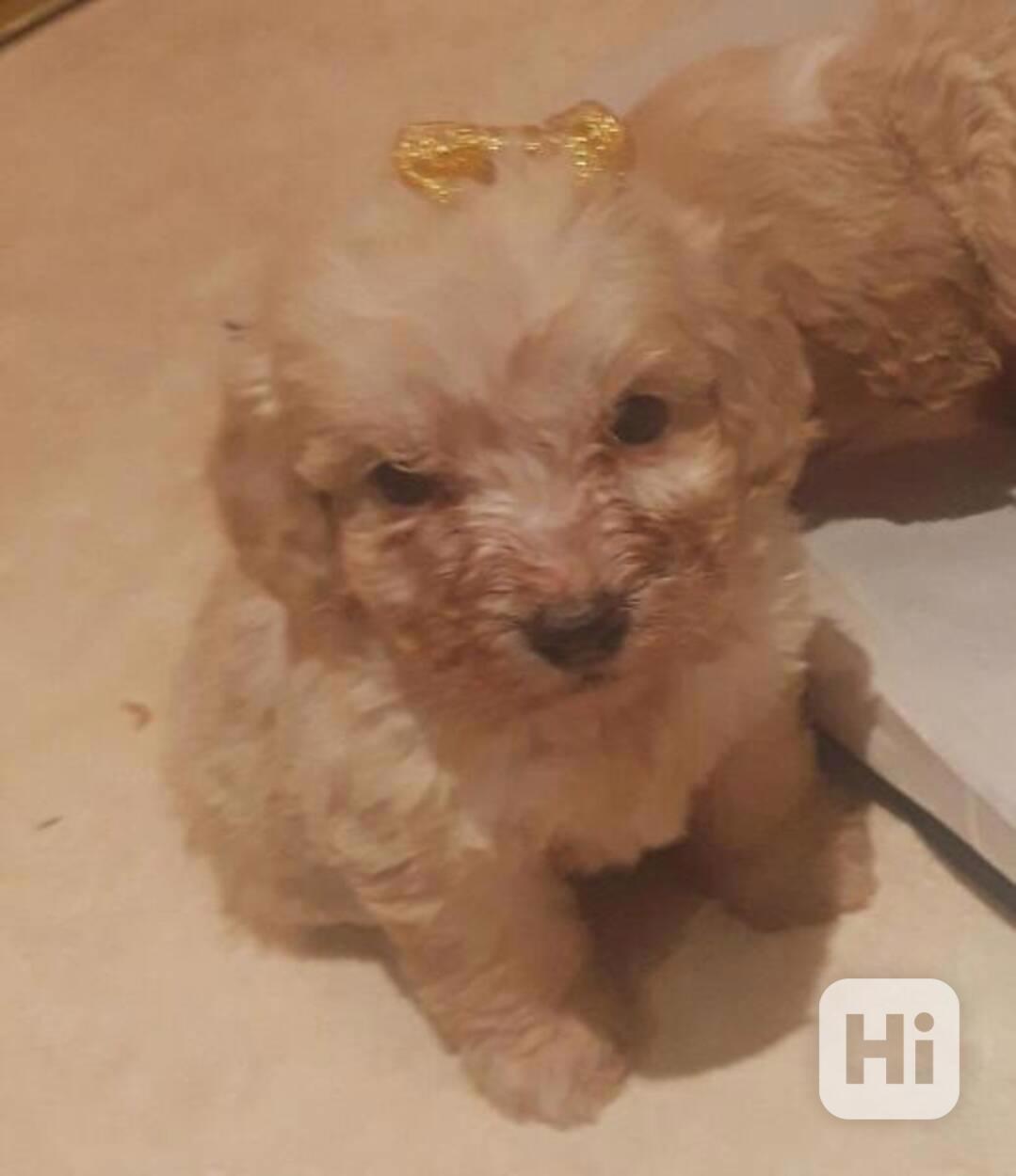 Krásná štěňata cockapoo. - foto 1