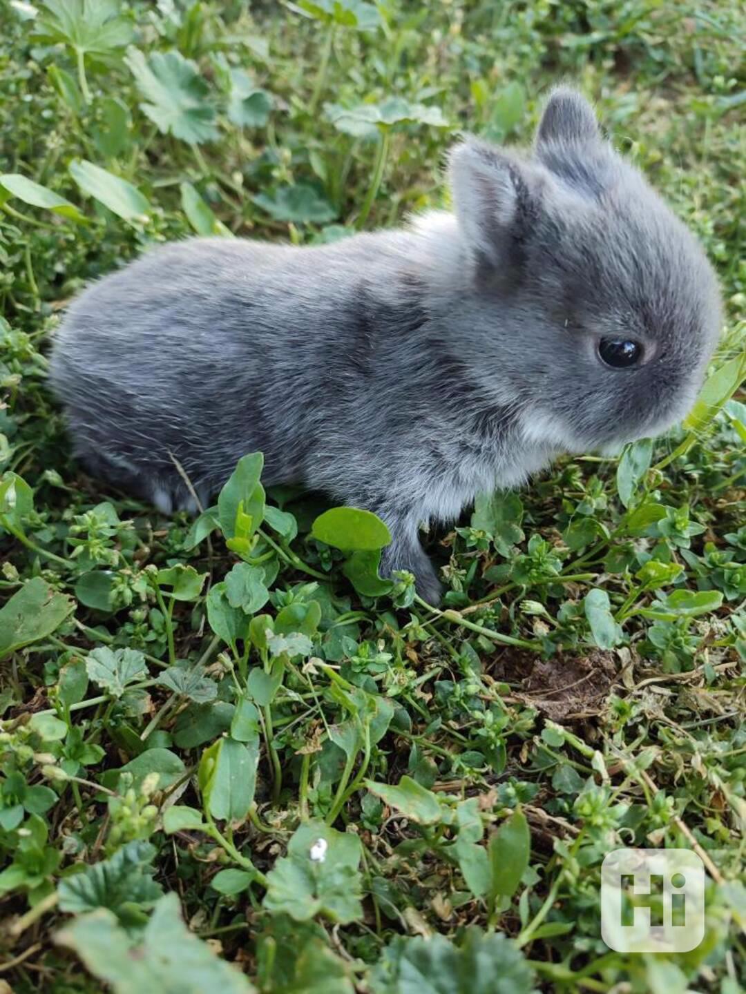 Zakrslý králíček - foto 1