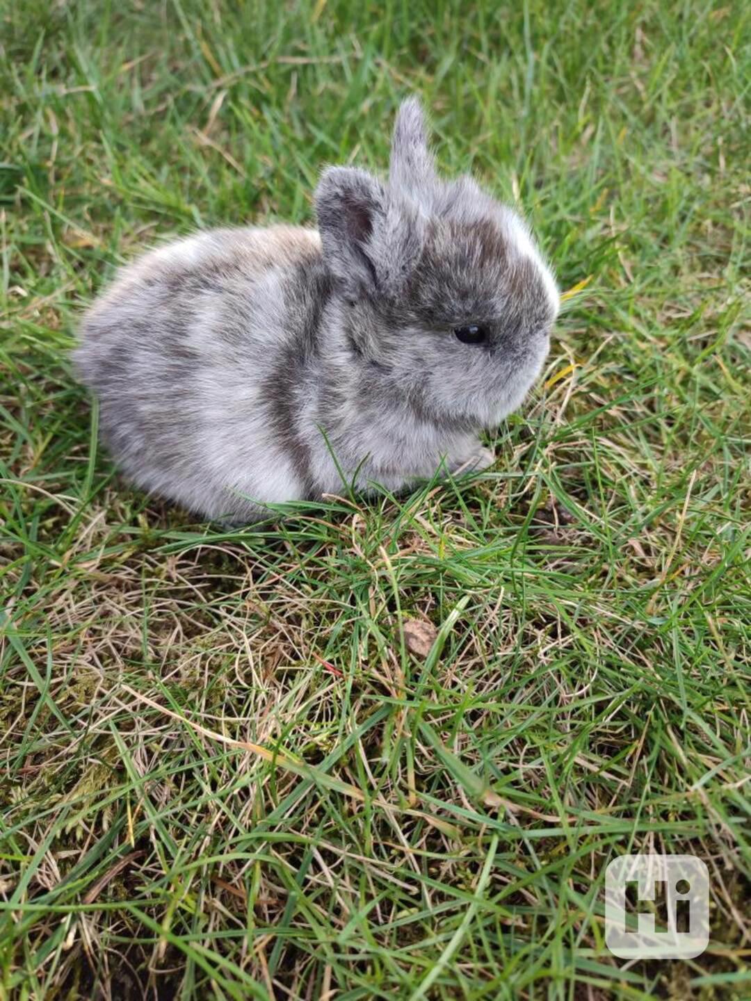 Zakrslý králíček - foto 1