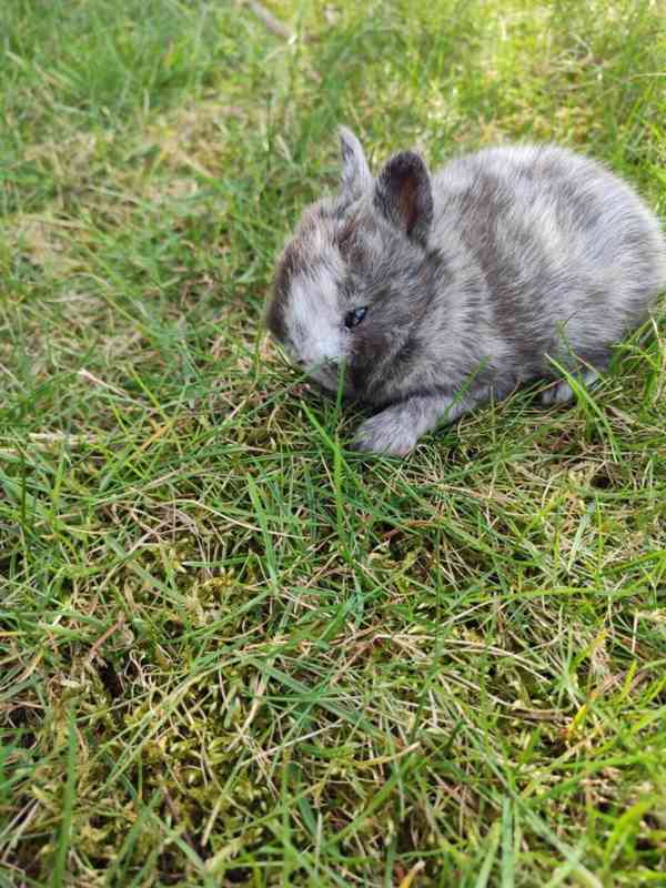 Zakrslý králíček - foto 6