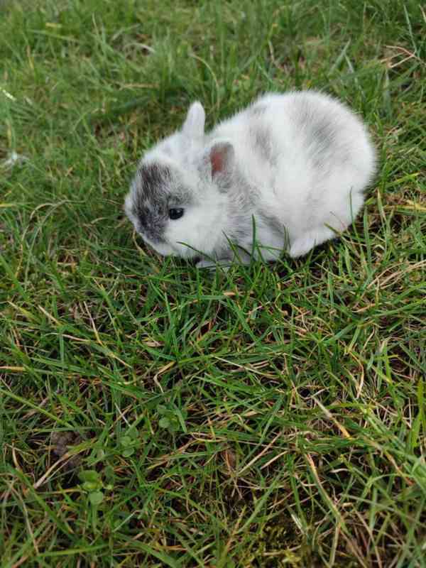 Zakrslý králíček - foto 5
