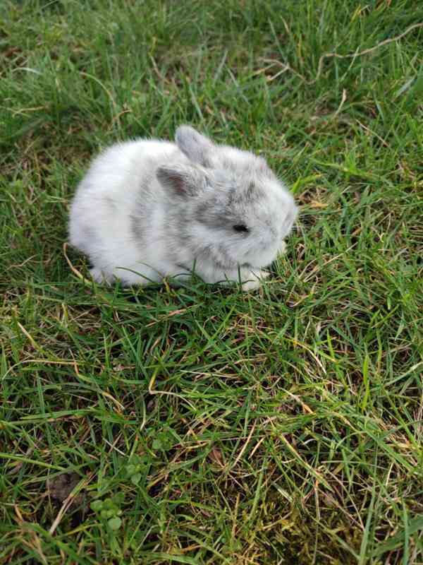 Zakrslý králíček - foto 4